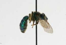 Agapostemon texanus Cresson 1872的圖片