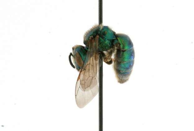 Agapostemon texanus Cresson 1872的圖片