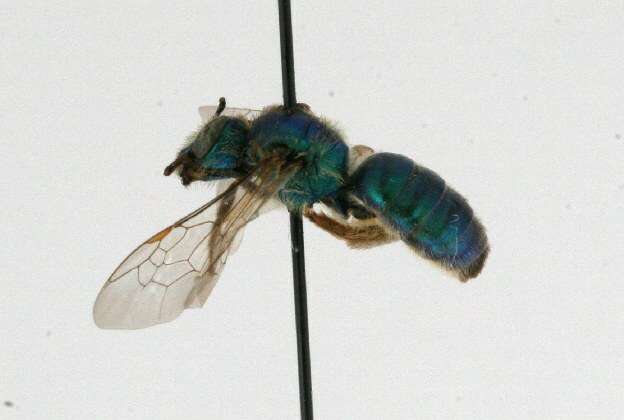 Agapostemon texanus Cresson 1872的圖片