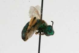 Agapostemon texanus Cresson 1872的圖片