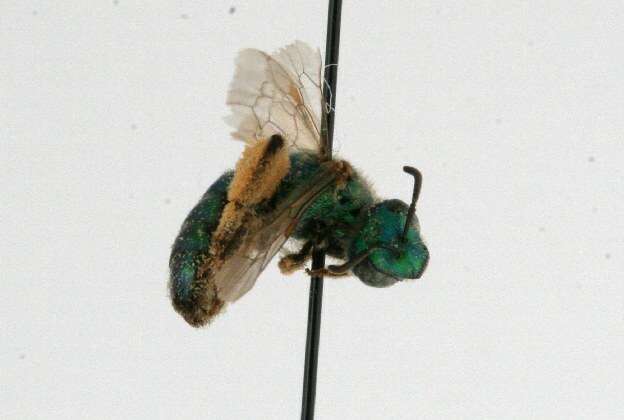 Agapostemon texanus Cresson 1872的圖片