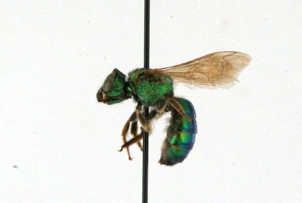 صورة Agapostemon sericeus (Förster 1771)