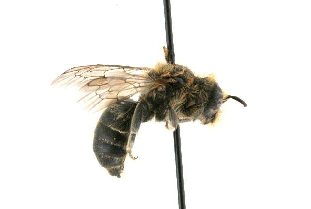 Image of Mason bee