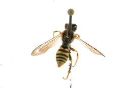 Image of Nomada imbricata Smith 1854