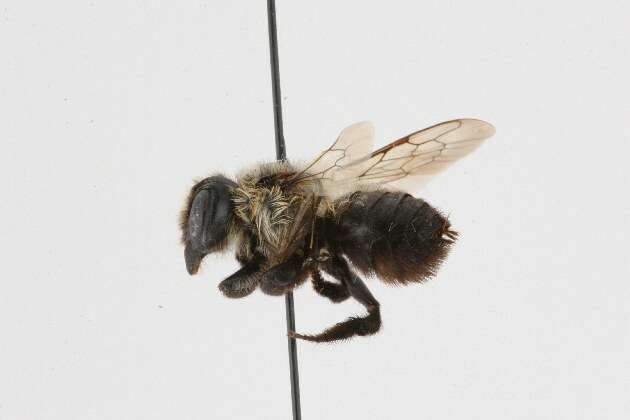 Image of Small-handed Leaf-cutter Bee
