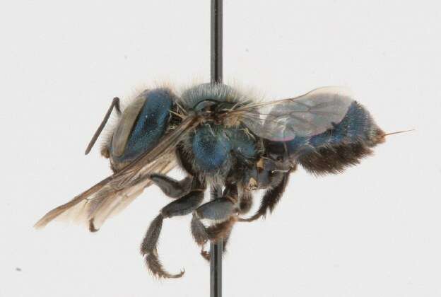 Image of Osmia collinsiae Robertson 1905