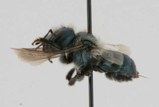 Image of Osmia collinsiae Robertson 1905