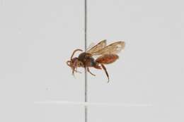 Image of Nomada valida Smith 1854