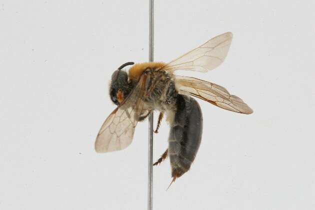 Image of Colletes thoracicus Smith 1853