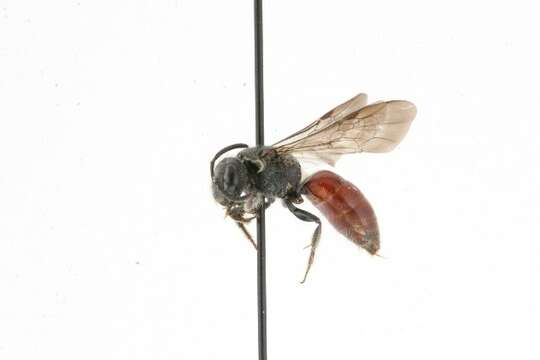 Слика од Sphecodes dichrous Smith 1853