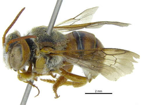 Image of Icteranthidium Michener 1948