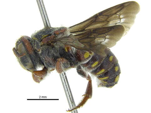 Image of Epanthidium Moure 1947