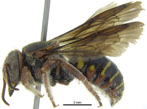 Image of Hypanthidium Cockerell 1904