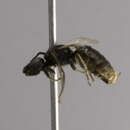 Lasioglossum anomalum (Robertson 1892)的圖片