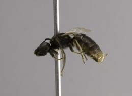 Lasioglossum anomalum (Robertson 1892)的圖片