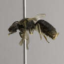 صورة Lasioglossum hartii (Robertson 1892)