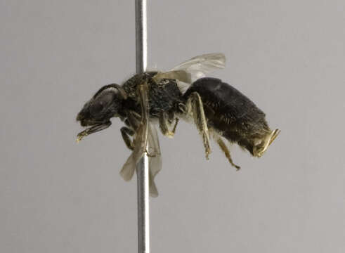 Image of Lasioglossum hartii (Robertson 1892)