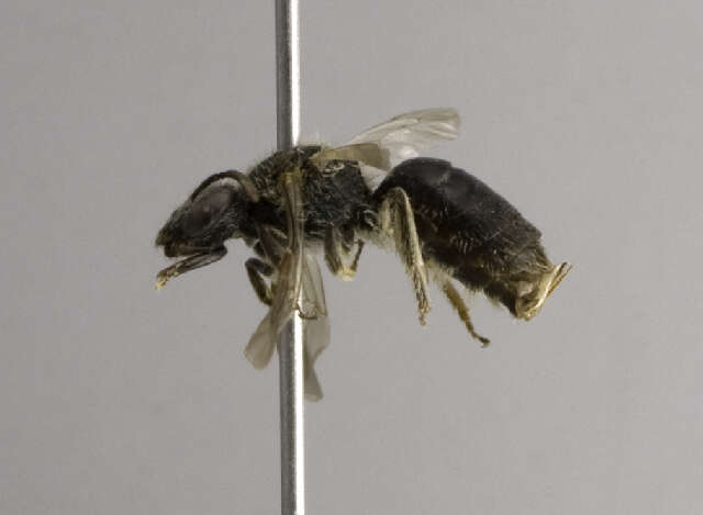 Lasioglossum hartii (Robertson 1892)的圖片