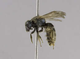 Слика од Lasioglossum versatum (Robertson 1902)