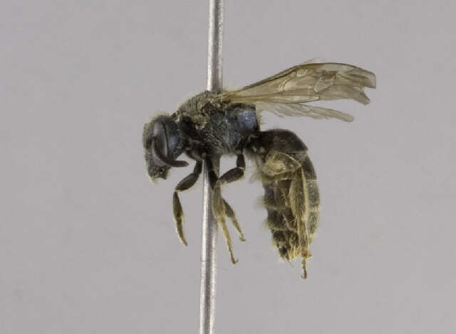 Слика од Lasioglossum versatum (Robertson 1902)