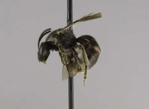 Image de Lasioglossum sopinci (Crawford 1932)