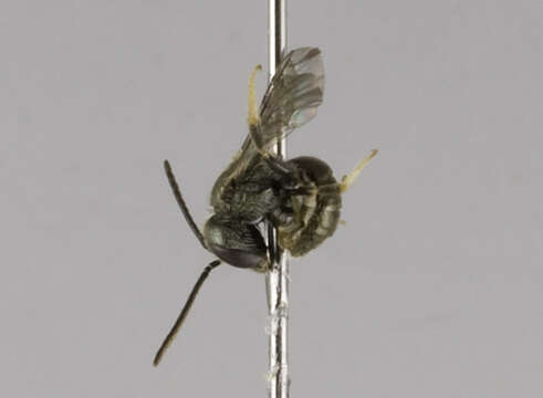 Lasioglossum creberrimum (Smith 1853)的圖片