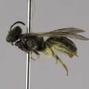 Plancia ëd <i>Lasioglossum gotham</i>