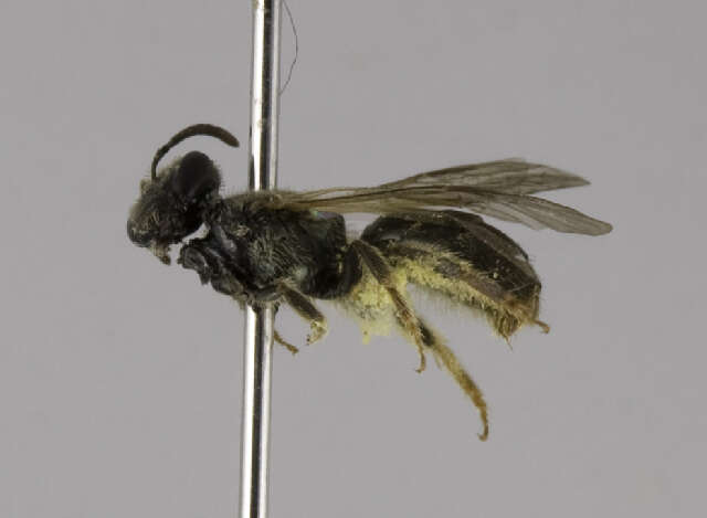 Plancia ëd <i>Lasioglossum gotham</i>