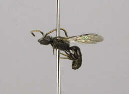 Lasioglossum subviridatum (Cockerell 1938) resmi