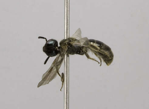 Lasioglossum subviridatum (Cockerell 1938)的圖片