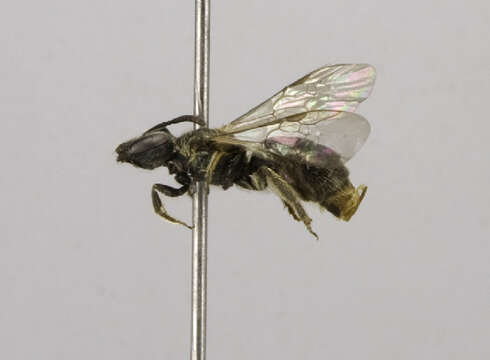 Lasioglossum subviridatum (Cockerell 1938) resmi