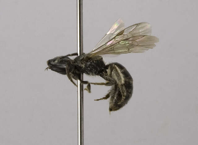 Lasioglossum ruidosense (Cockerell 1897)的圖片