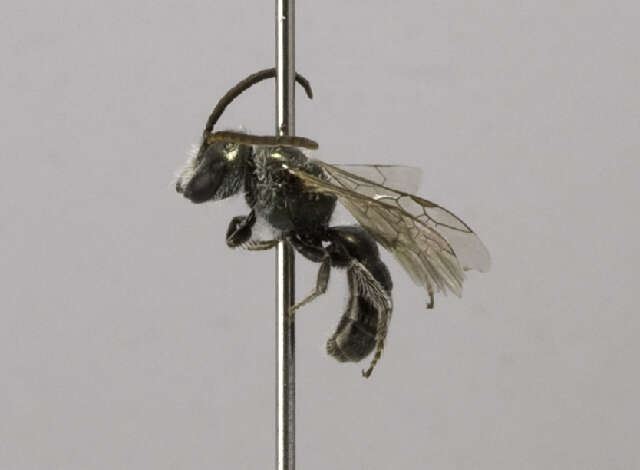 Image of Lasioglossum sedi (Sandhouse 1924)