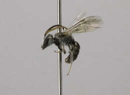 Image of Lasioglossum sedi (Sandhouse 1924)