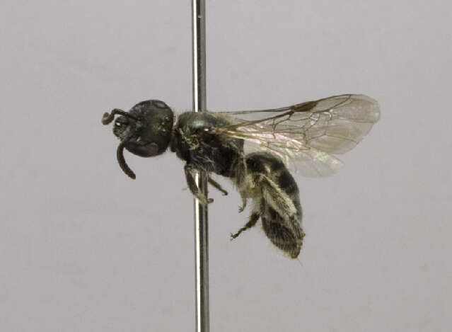 Lasioglossum ruidosense (Cockerell 1897)的圖片