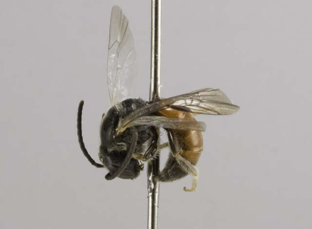 Image de Lasioglossum sopinci (Crawford 1932)