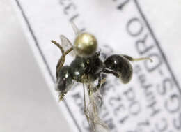 <i>Lasioglossum trigeminum</i>的圖片