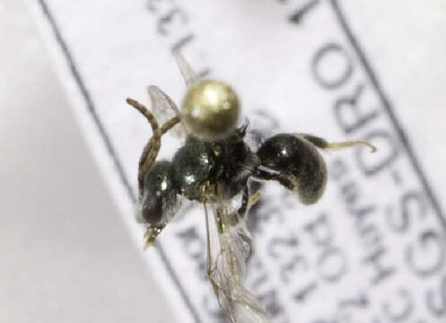 Image of <i>Lasioglossum trigeminum</i>