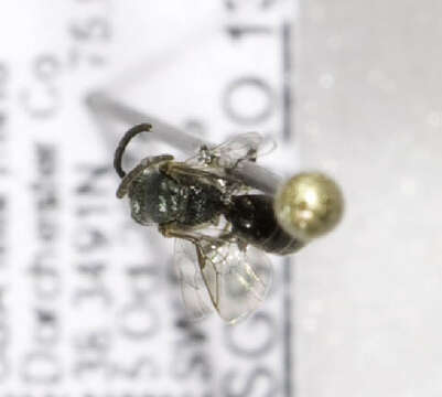 <i>Lasioglossum hitchensi</i> resmi