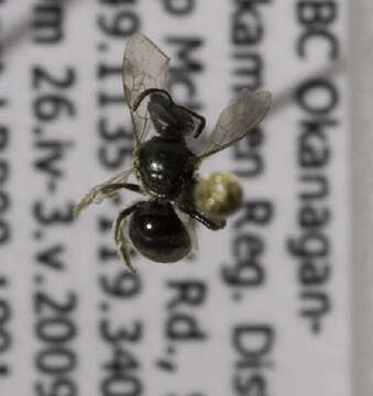 Plancia ëd Lasioglossum pacatum (Sandhouse 1924)