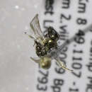 Image of <i>Lasioglossum knereri</i>