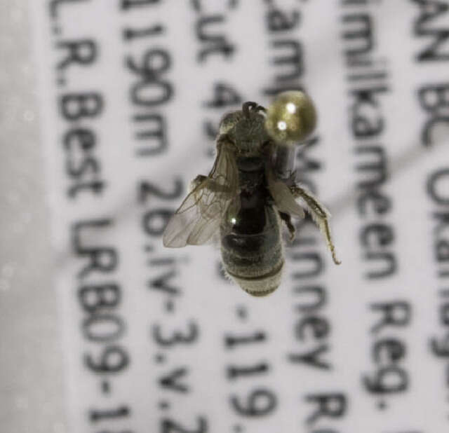 Image of <i>Lasioglossum sandhousiellum</i>