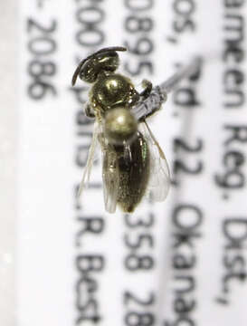 Lasioglossum sagax (Sandhouse 1924)的圖片