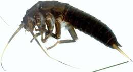 Image of Giant Stoneflies