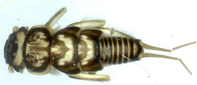 Image of Peltoperlidae