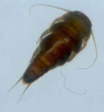 Image of Dolophilodes