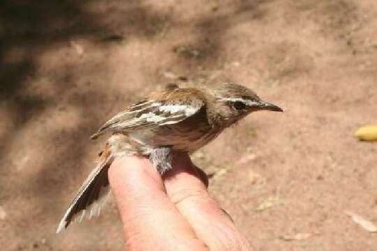 Image of Scrub robin