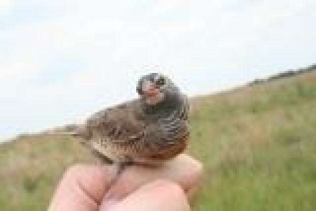 Image of estrildid finches