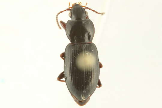 Plancia ëd Pterostichus (Cryobius) barryorum Ball 1962