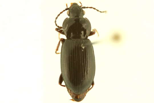 Plancia ëd Pterostichus (Cryobius) barryorum Ball 1962